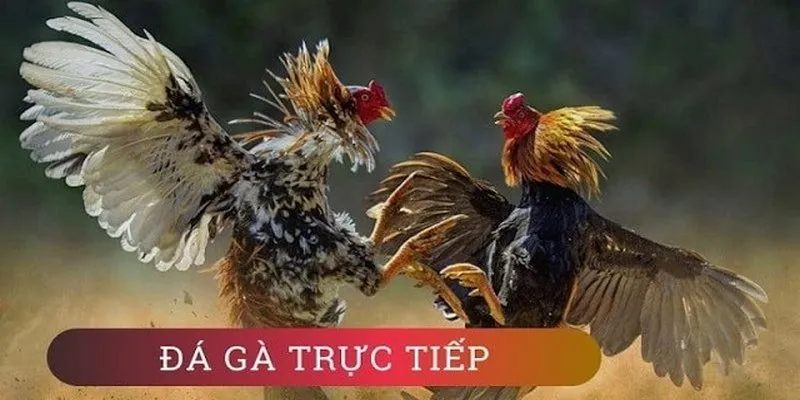 Đá gà trực tiếp phát triển nhanh chóng và rất được yêu thích 